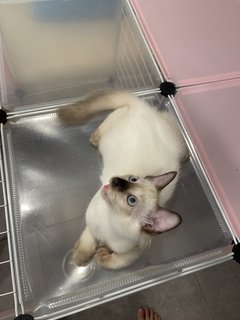 Wasabi - Siamese Cat