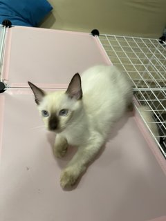 Wasabi - Siamese Cat