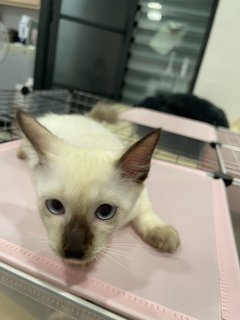 Wasabi - Siamese Cat