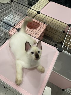 Wasabi - Siamese Cat