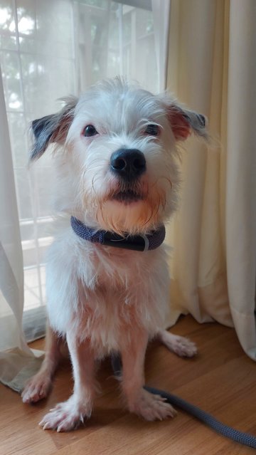 Jack Sparrow - Terrier Mix Dog