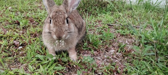 Caramel - Bunny Rabbit Rabbit