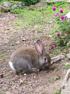 Caramel - Bunny Rabbit Rabbit