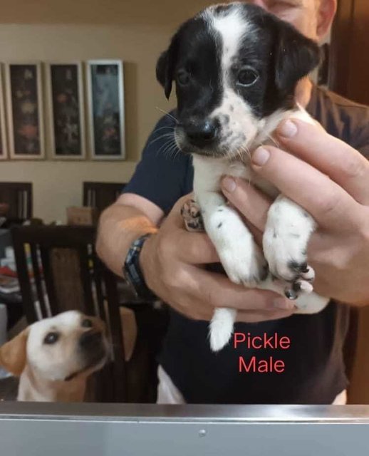 Pickle - Pointer Mix Dog