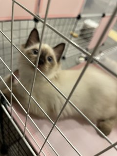 Nugget - Siamese Cat