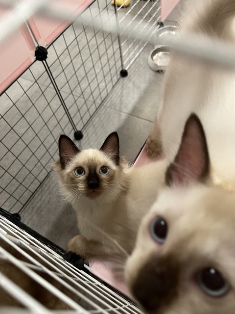 Nugget - Siamese Cat