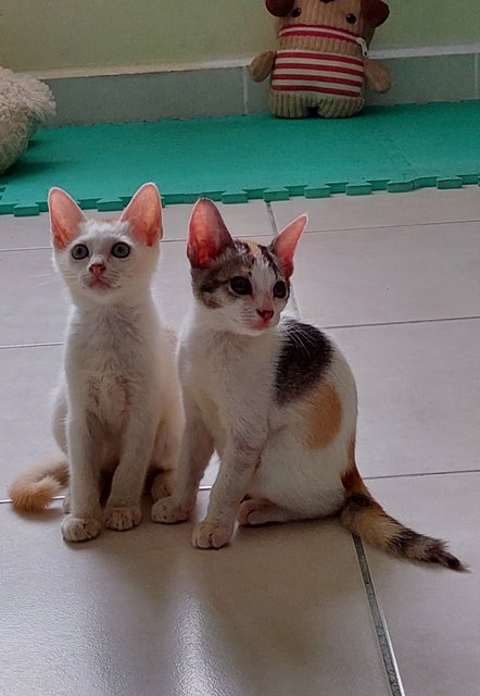 Boy Kitten And Girl Kitten  - Domestic Short Hair Cat