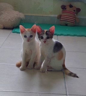 Boy Kitten And Girl Kitten  - Domestic Short Hair Cat