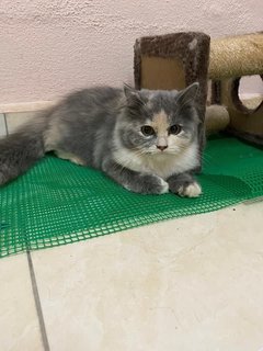 Cici - Persian Cat