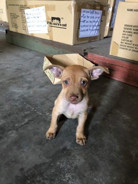 Jumbo - Mixed Breed Dog