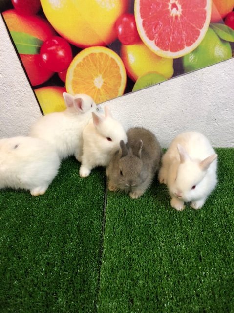 Dwarf Rabbit - Dwarf Rabbit