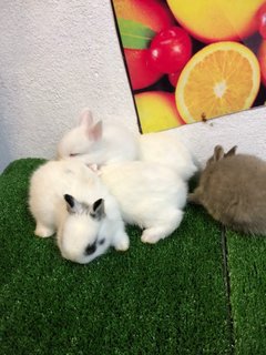 Dwarf Rabbit - Dwarf Rabbit