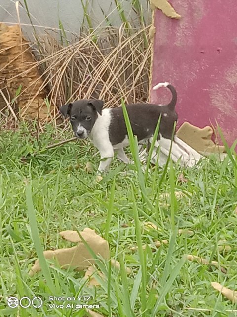 Black And White - Mixed Breed Dog