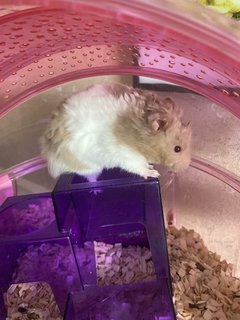 Grey - Syrian / Golden Hamster Hamster