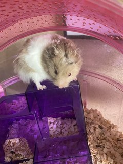 Grey - Syrian / Golden Hamster Hamster