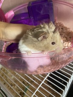 Grey - Syrian / Golden Hamster Hamster