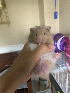 Grey - Syrian / Golden Hamster Hamster