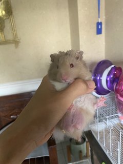 Grey - Syrian / Golden Hamster Hamster