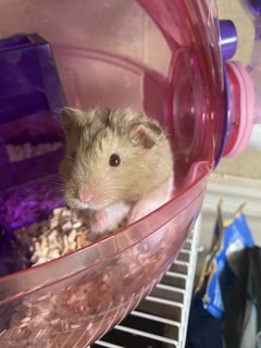 Grey - Syrian / Golden Hamster Hamster