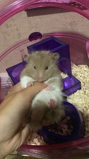 Grey - Syrian / Golden Hamster Hamster