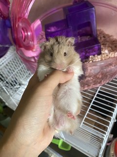 Grey - Syrian / Golden Hamster Hamster