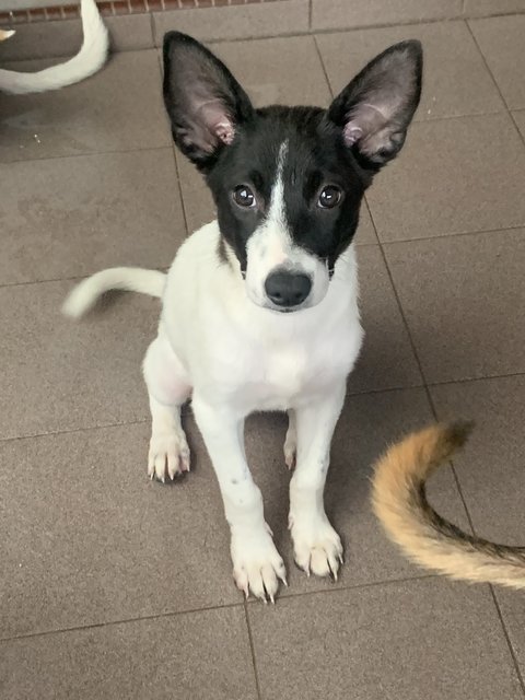 Oreo - Mixed Breed Dog