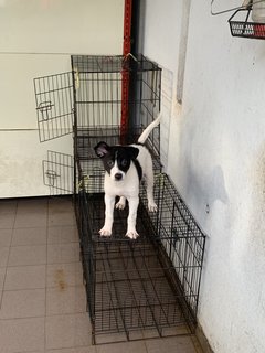 Oreo - Mixed Breed Dog