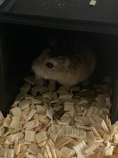 Star - Roborovsky's Hamster Hamster