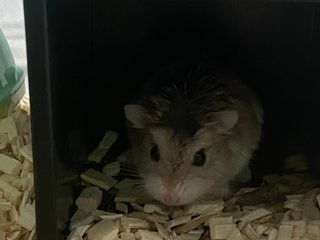 Star - Roborovsky's Hamster Hamster