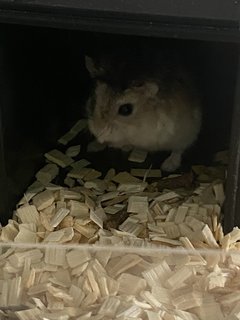 Star - Roborovsky's Hamster Hamster