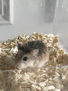 Star - Roborovsky's Hamster Hamster