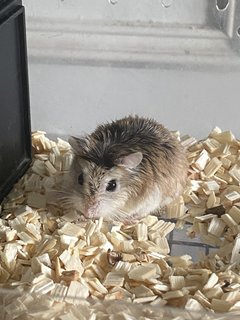 Star - Roborovsky's Hamster Hamster