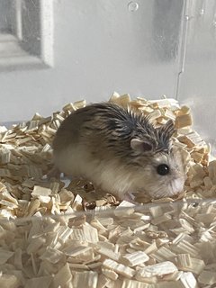 Star - Roborovsky's Hamster Hamster