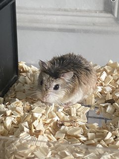 Star - Roborovsky's Hamster Hamster