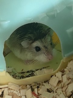 Star - Roborovsky's Hamster Hamster