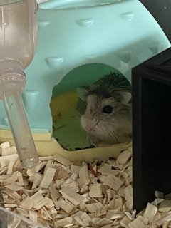 Star - Roborovsky's Hamster Hamster