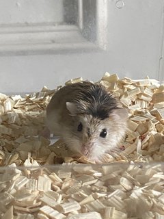 Star - Roborovsky's Hamster Hamster