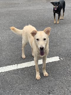 Mimi &amp; Coco - Mixed Breed Dog