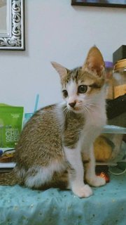 Apin, Sneakers , Kitty - Domestic Short Hair Cat