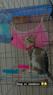 Apin, Sneakers , Kitty - Domestic Short Hair Cat