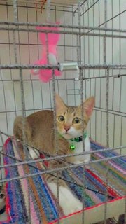 Apin, Sneakers , Kitty - Domestic Short Hair Cat