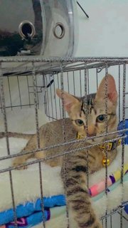 Apin, Sneakers , Kitty - Domestic Short Hair Cat