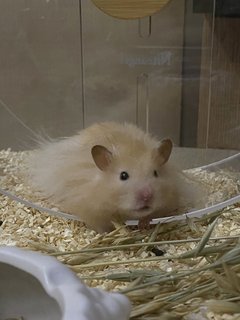 Hammy - Syrian / Golden Hamster Hamster