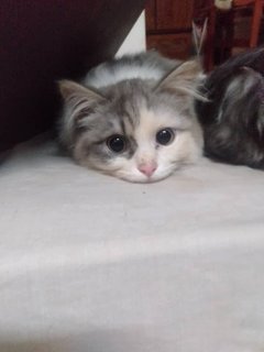 Melk (Melkiah) - Persian Cat