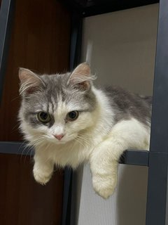 Melk (Melkiah) - Persian Cat