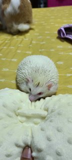 Mimas  - Hedgehog Small & Furry