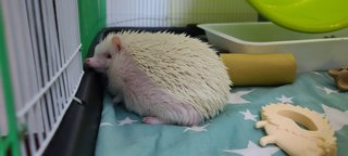 Mimas  - Hedgehog Small & Furry