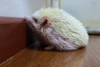 Mimas  - Hedgehog Small & Furry