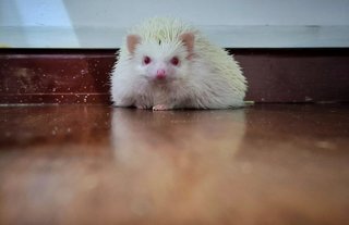 Mimas  - Hedgehog Small & Furry