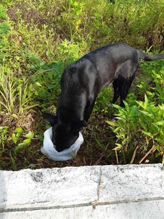 Buddy - Mixed Breed Dog